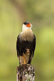 1D2_00781