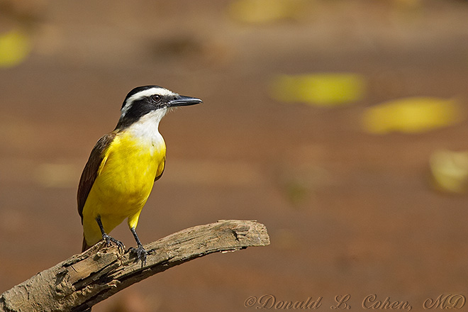 Click Here To Go Back