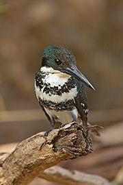 Click here for a larger image