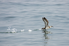 1D2_00445